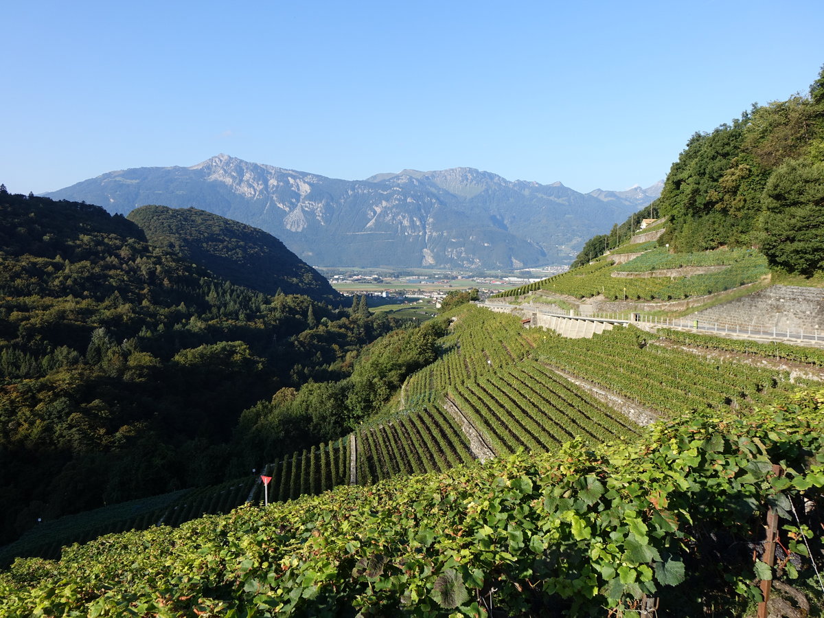 Weinberge im unteren Rhonetal bei Aigle (25.09.2016)