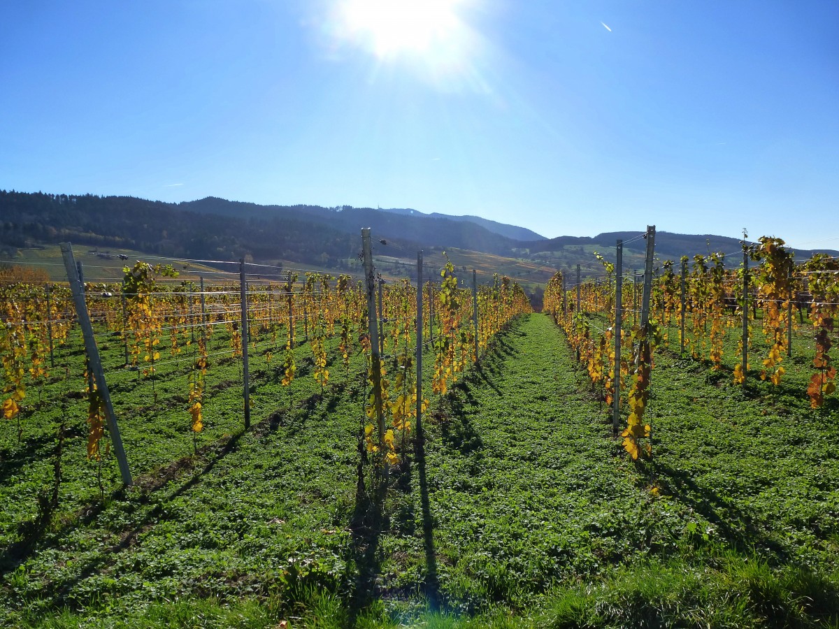 Weinfelder im Markgrflerland im Herbst, nahe dem Winzerort Britzingen, Nov.2015