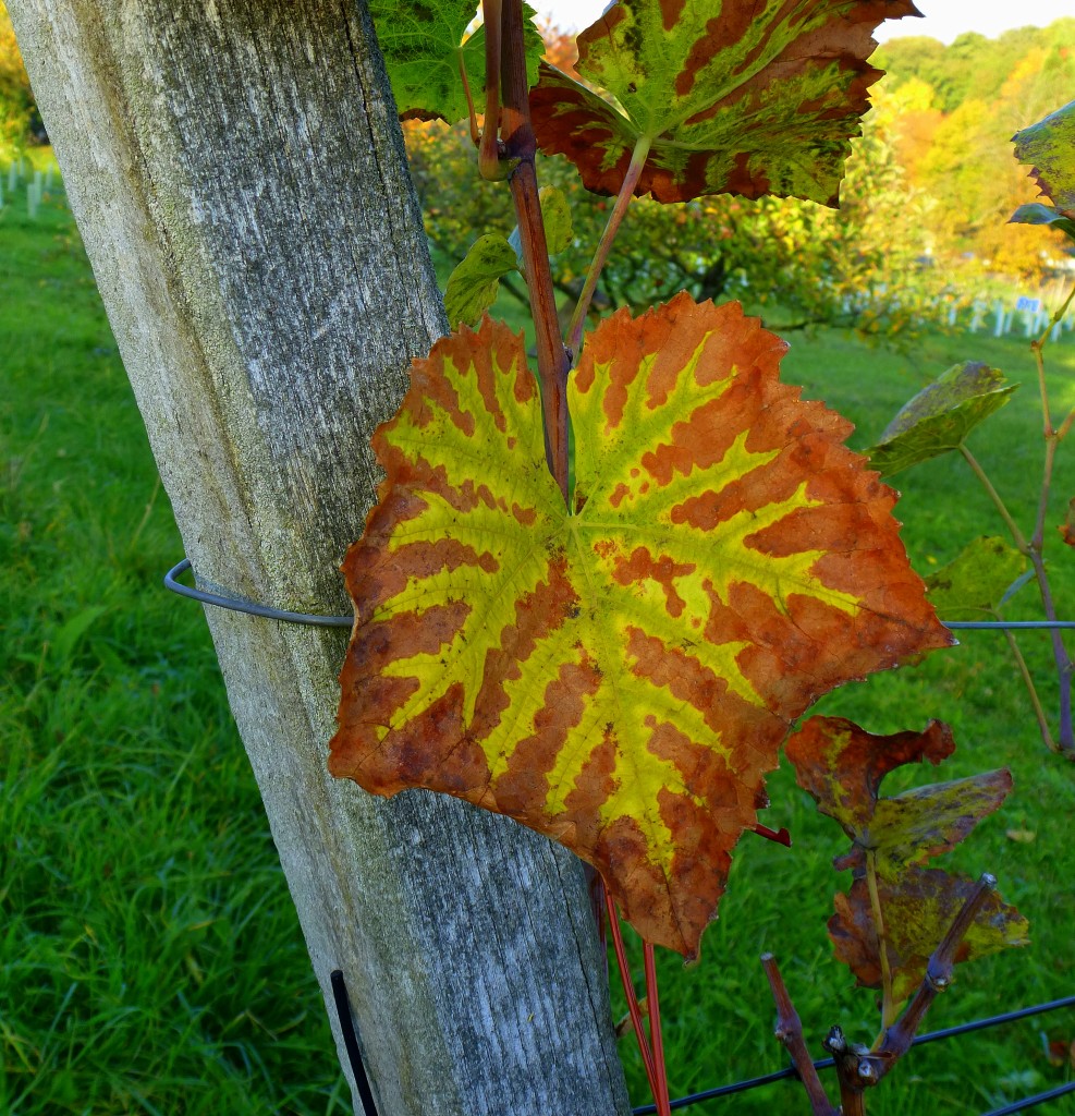 Weinlaub im Herbst, Kaiserstuhl Okt.2015