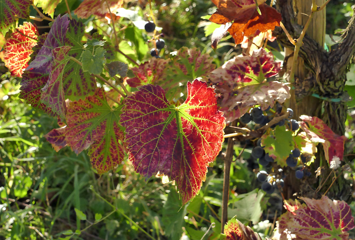 Weinlaubblätter im Abendlicht im Ahrtal bei Mayschoß - 29.09.2018