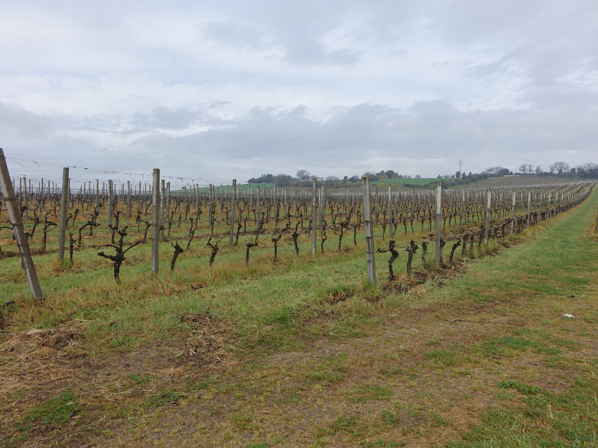 Weinreben bei Osimo, Region Marken (31.03.2022)