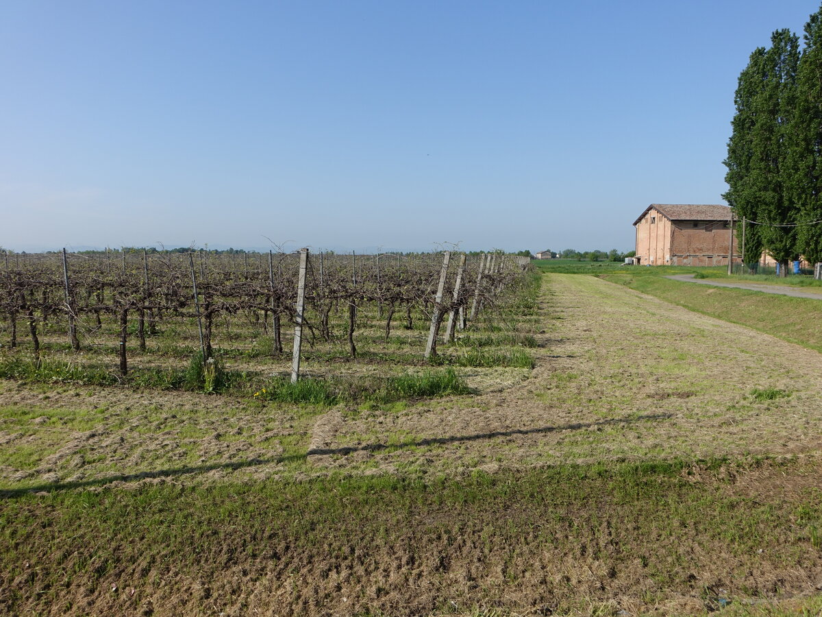 Weinstöcke bei Fosdondo, Emilia Romagna (12.04.2024)