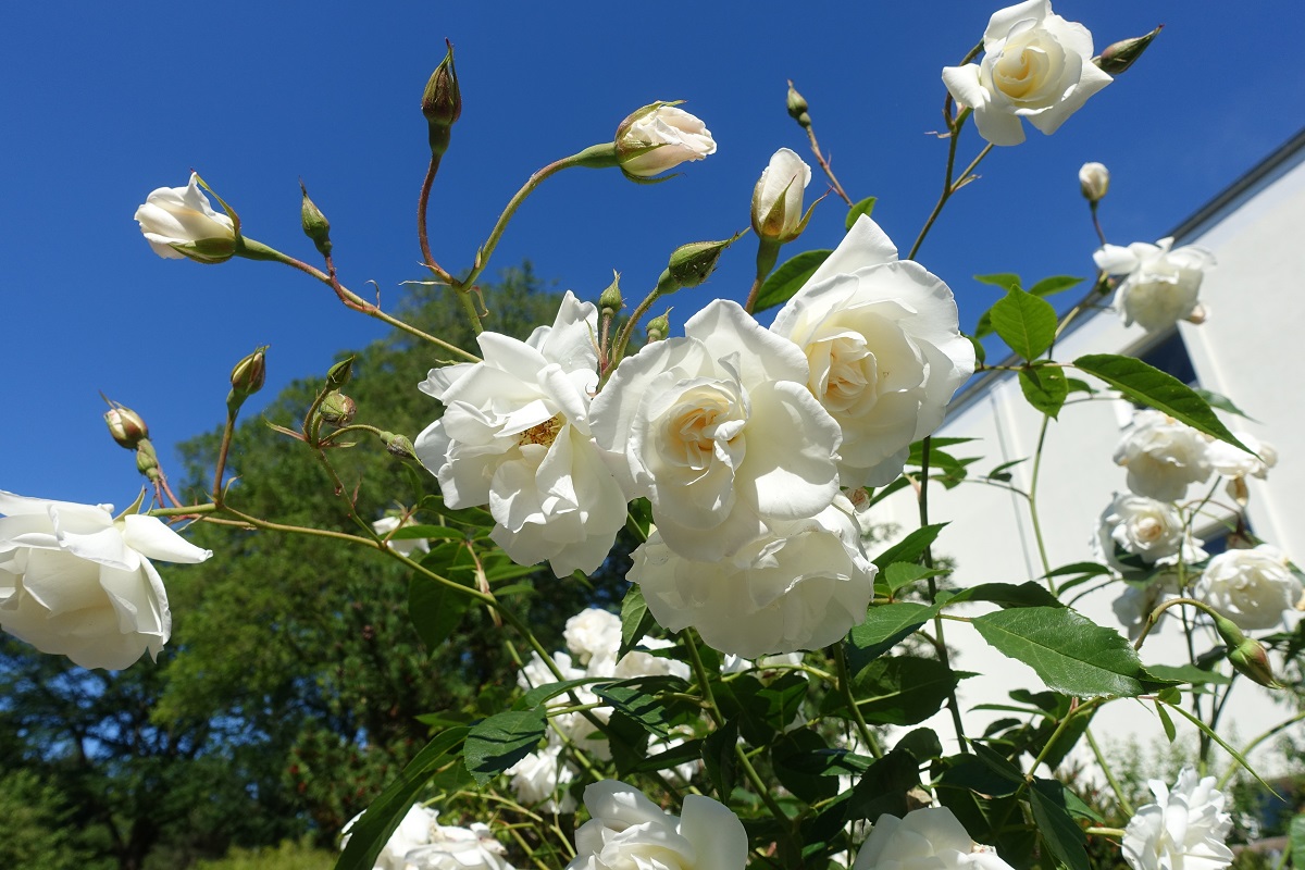 Weiß blühende Rosen am 24.6.2020 in einem Garten in Timmendorfer Strand