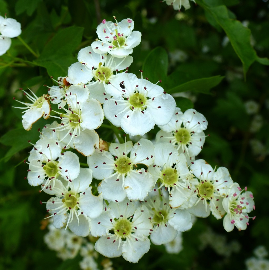 Weißdorn, der Blütenstand der zu den Rosengewächsen gehörenden Pflanze, Mai 2015
