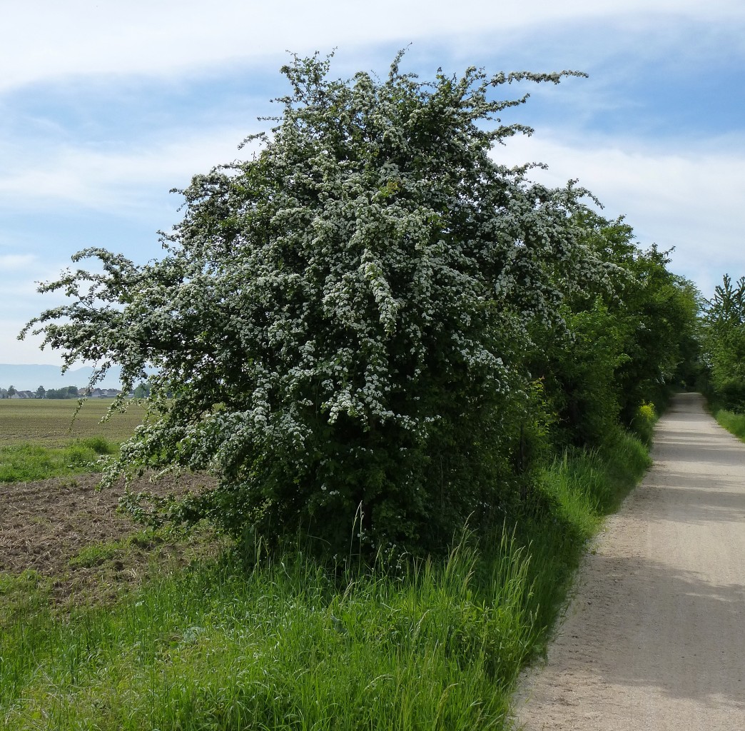 Weidornbusch in voller Blte, war bei uns 1990 Heilpflanze des Jahres, Mai 2015