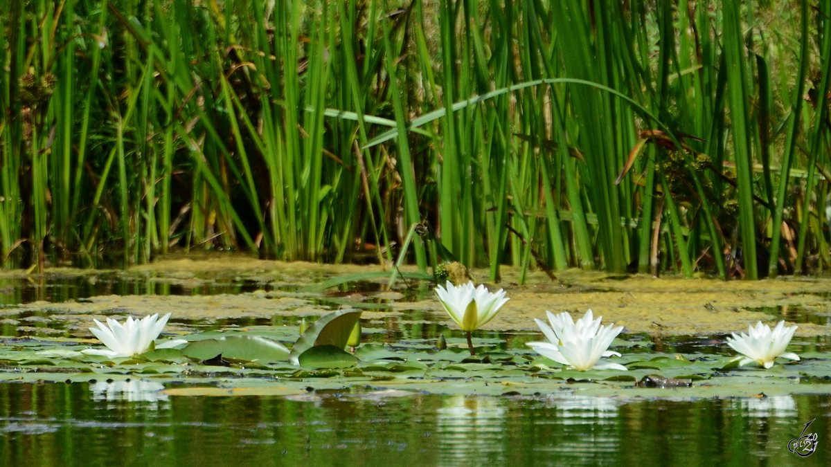 Weiße Seerosen auf einem Teich bei Völschow. (August 2013)