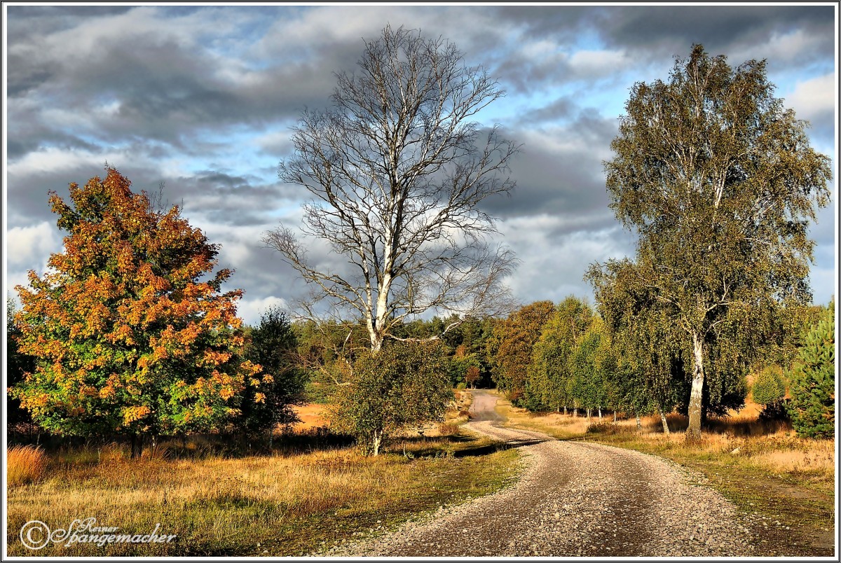 Weites Land und weite Wege, die Weseler Heide im Oktober 2012, die Heide ist nun schon seit 4 Wochen verblüht, die gelbe Drahtschmiele (Magerrasen), leuchtet noch in der tiefstehenden Sonne. Nun wird es einsam in der Heide, ideal aber für den, der Ruhe und Erholung sucht. Übrigens, an der linken Seite (nicht mehr im Bild), steht ein großer Schafstall.