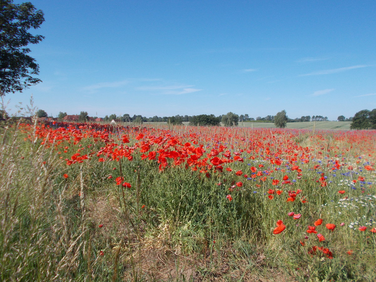 Wenn der Mohn auf Rügen blüht,sieht man des Öfteren parkende Auto`s am Straßenrand, wo ausgestiegen wird und der rot,blühende Mohn fotografiert wird.Am 07.Juni 2016 hatte ich eine Stelle bei Samtens gefunden wo ich Alleine fotografieren konnte.