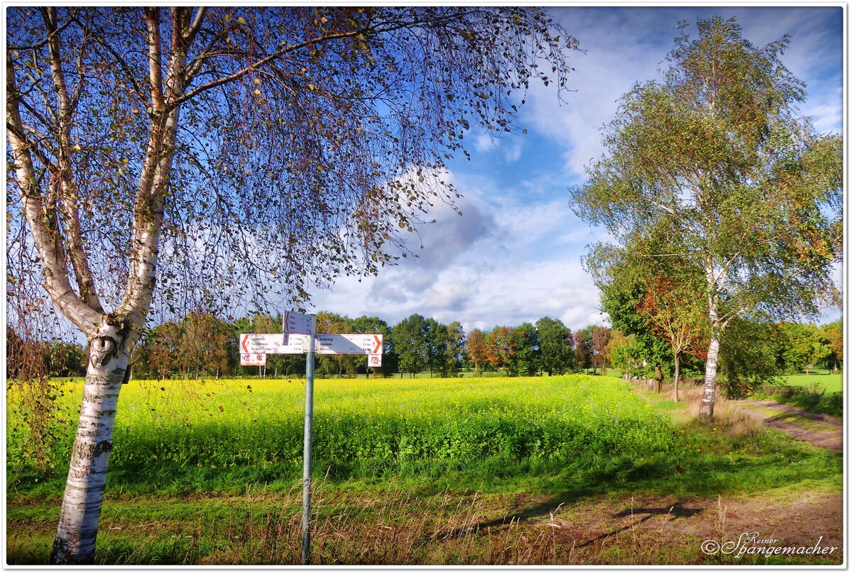 Wie jedes Jahr im Herbst erfreut uns der Weiße Senf, der ähnlich wie Raps, goldgelb leuchtet. Feld am Wanderweg in Fintel, Kreis Rotenburg Wümme. Der Weg ist Teil vom Nord Pfad. Anfang Oktober 2021