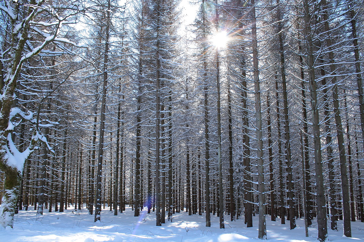 Wie der lichtdurchflutete Chor einer Gotischen Kathedrale - die Sonne im Fichtenwald; Aufnahme vom Nachmittag des 13.02.2021 im Wald zwischen Braunlage und den Hahnenkleeklippen...