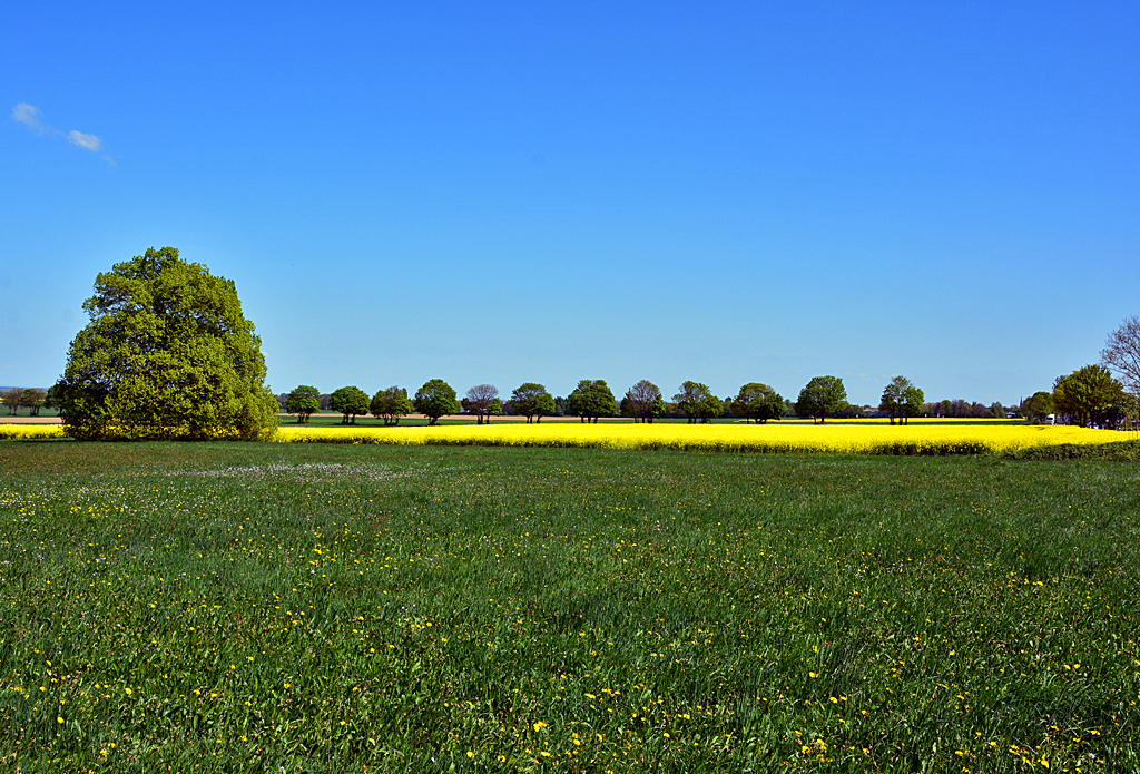 Wiese - Raps - Bäume in Frühlingsfarben bei Euskirchen - 19.04.2014