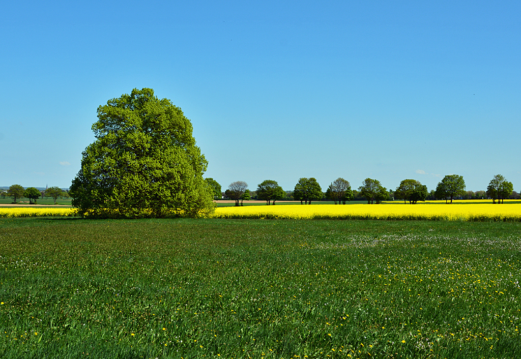 Wiese - Raps und Bäume im Frühling bei Euskirchen - 19.04.2014