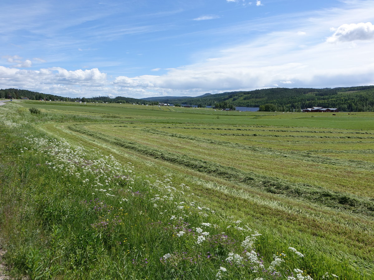 Wiesen in Angermannland bei Bredbyn (19.06.2017)