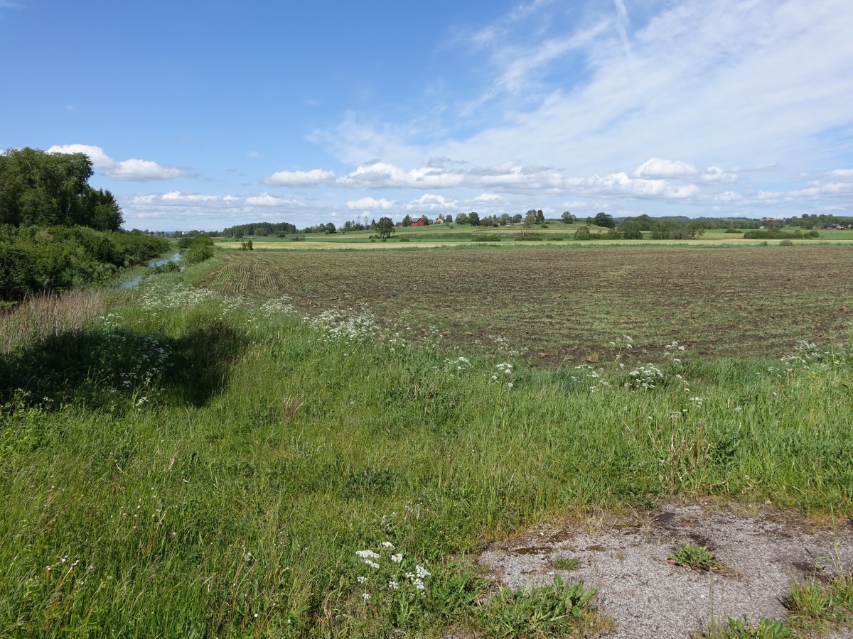 Wiesen bei Äsle bei Falköping, Västergötland (14.06.2015)