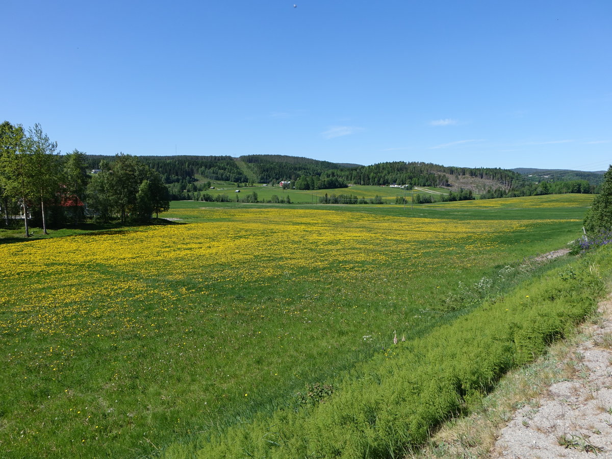 Wiesen bei Arnäsvall, Örnsköldsvik (02.06.2018)