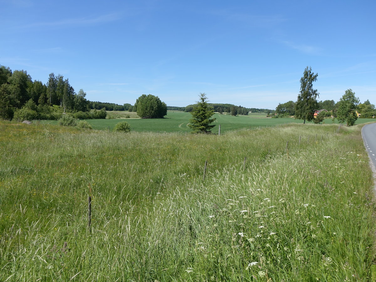 Wiesen bei Floda, Södermanland (14.06.2016)