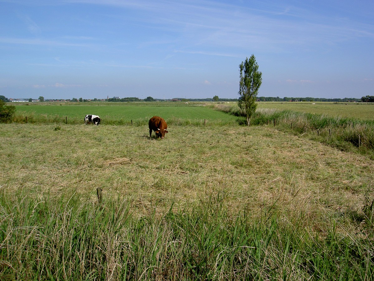 Wiesen bei Meerkerke, Westflandern (02.07.2014)