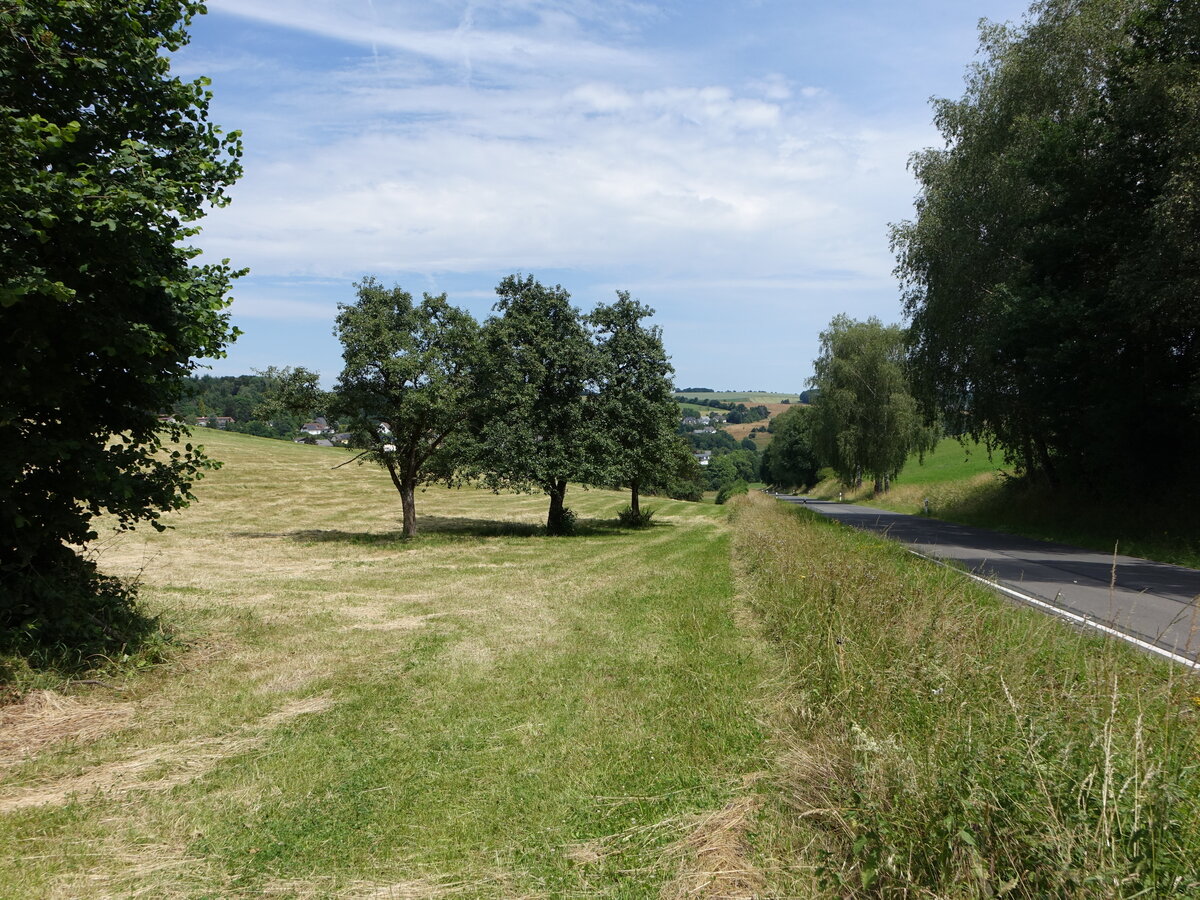 Wiesen bei Olsdorf in der Südwesteifel (22.06.2022)