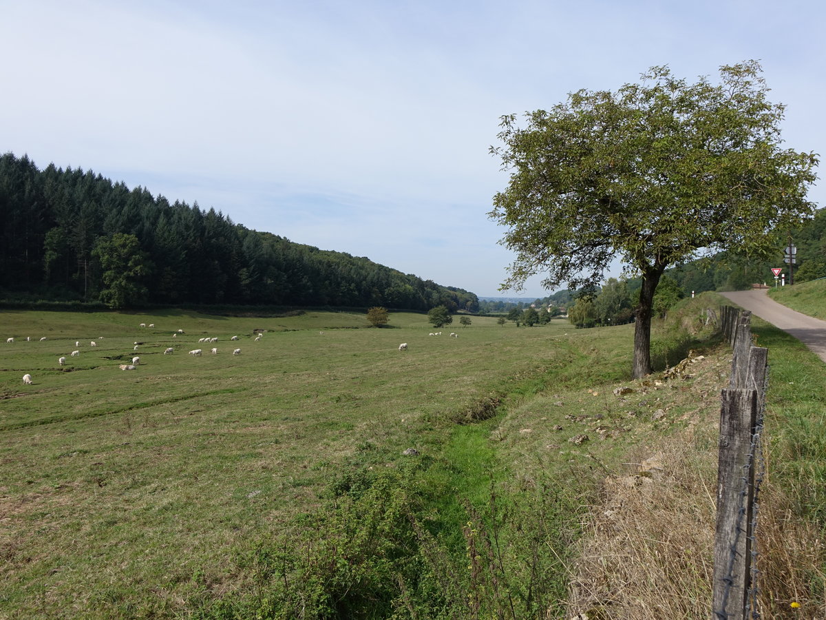 Wiesen bei Semur-en-Brionnais, Franche-Comte (22.09.2016)