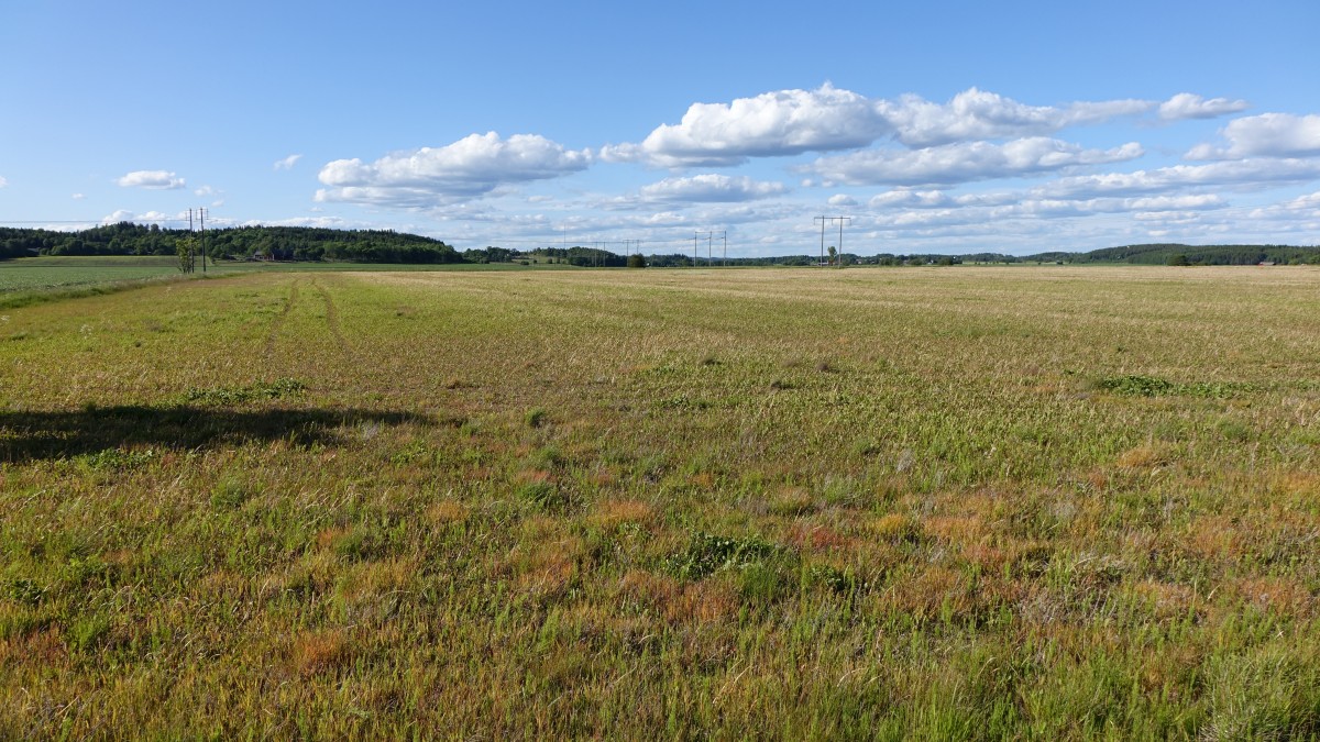 Wiesen bei Vännerstad, Örebrö Län (16.06.2015)