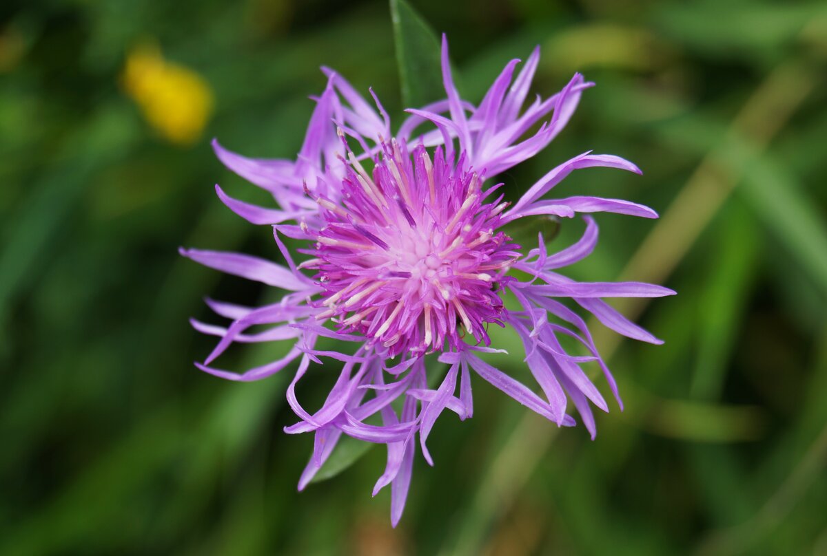 Wiesen-Flockenblume (Centaurea jacea) in Nahaufnahme. Kirchberg in Tirol, 25.07.2020.