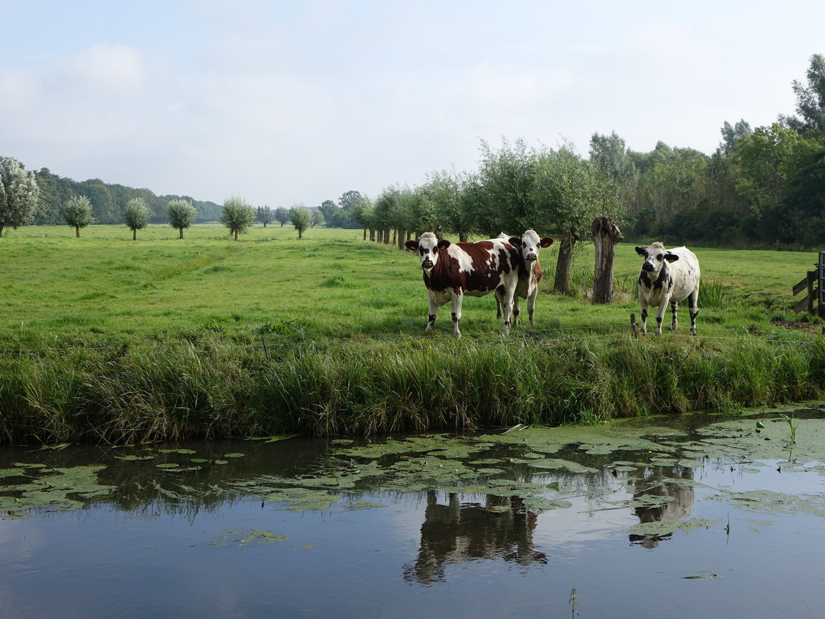 Wiesen im Waldgebiet Utrechtse Heuvelrug bei Driebergen (20.08.2016)