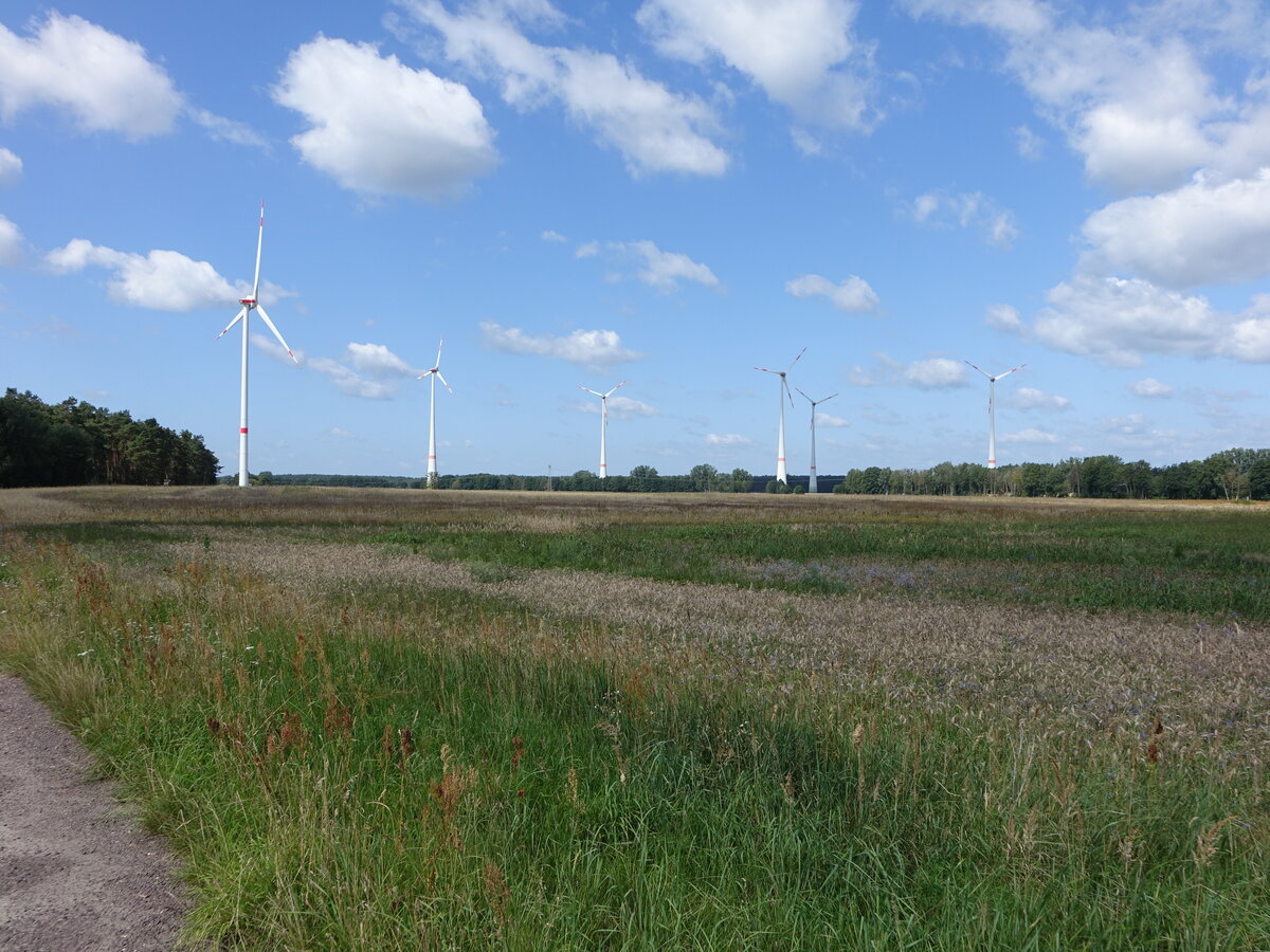 Wiesen und Windräder bei Angern, Lkr. Börde (10.08.2025)