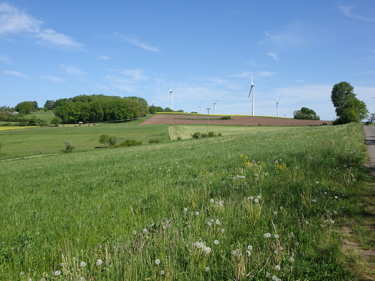 Wiesen und Windräder bei Stumpertenrod (14.05.2022)