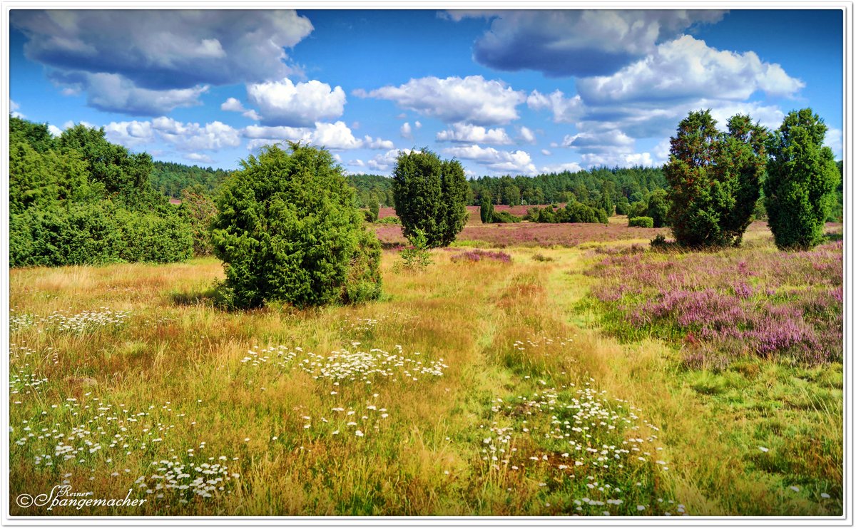 Wildblumenwiese in Bockelmanns Heide bei Oberhaverbeck im August 2020. Eine weitere Wiese dieser Art gibt es ein paar hundert Meter weiter recht oben am Waldrand, dort hat man das Gefühl auf einer Alm zu sein. Im Hochsommer präsentiert sich die Heide wahrlich bunt und hält so manche Überraschung bereit. 