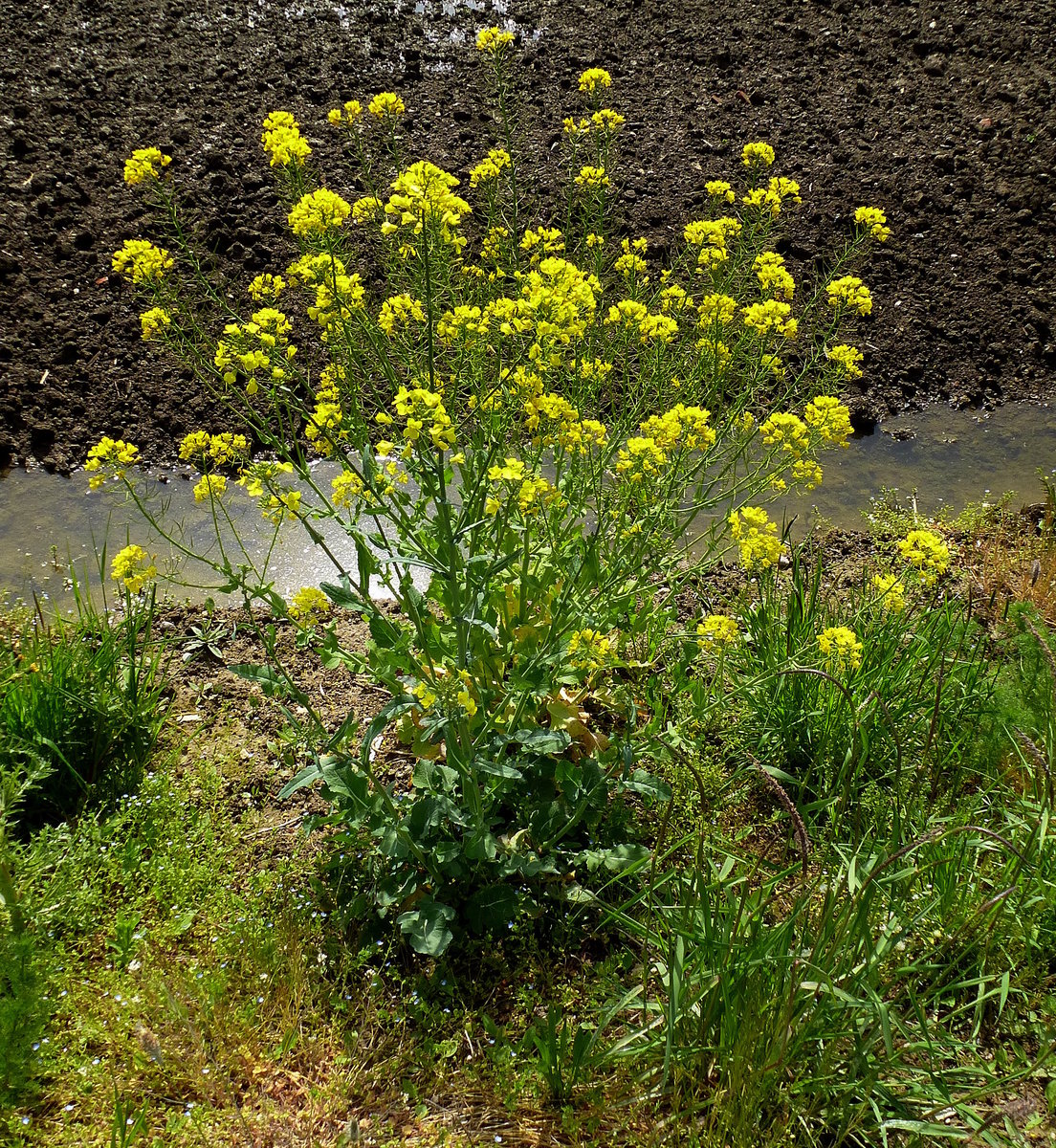 wildwachsender Ackersenf in voller Blte, April 2016 