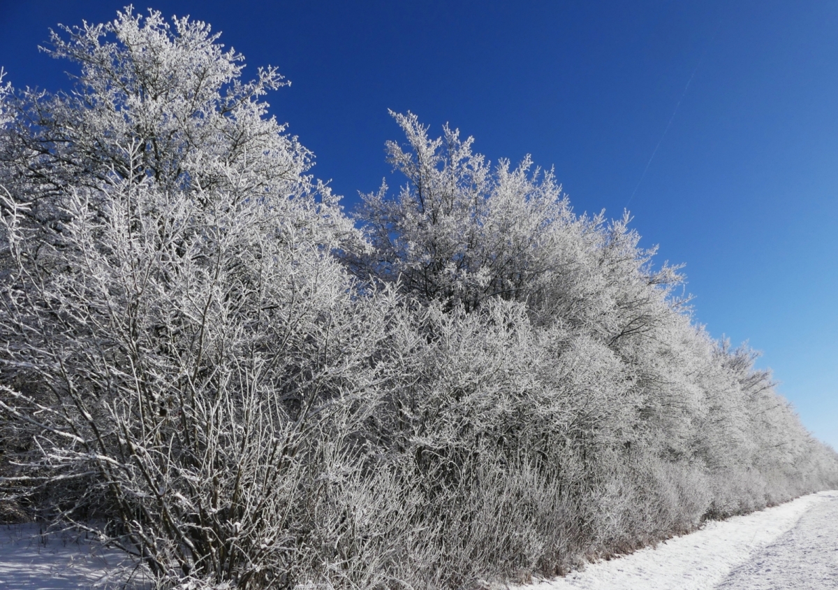 Winter Impressionen an der Strae Schummanseck nach Pommerloch, Raureif glnzt an den Hecken und Strucher entlang der Stra bei herrlichem Wanderwetter, Sonnenschein und blauem Himmel. 20.01.2024