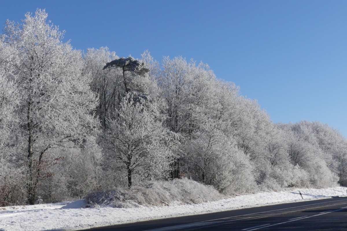 Winter Impressionen an der Straße Schummanseck nach Pommerloch, Raureif glänzt an den Hecken und Sträucher entlang der Straß bei herrlichem Wanderwetter, Sonnenschein und blauem Himmel. 20.01.2024