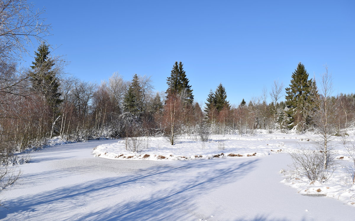 Winter im Mützenicher Venn mit seinem Palsen, der noch aus der letzten Eiszeit ist am 19.01.2016 
