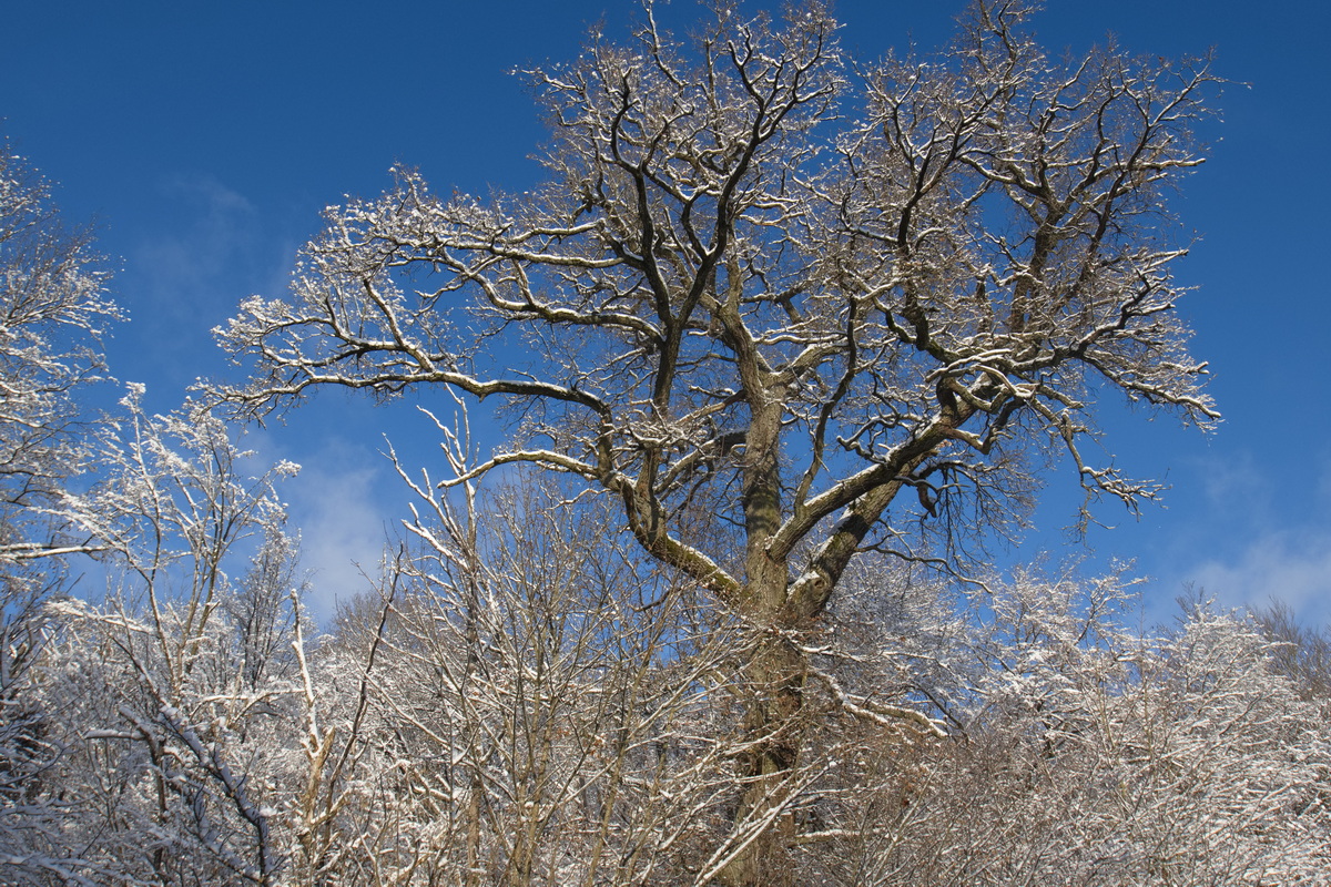 Wintereindruck an  der Südharzstrecke am 02. Dezember 2023.