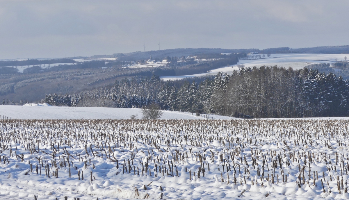 Winterlandschaft im Norden von Luxemburg, (ca.500 m Meereshöhe),
Blick nahe Munshausen über die Verschneite Berglandschaft in Richtung Weicherdange. 09.01.2021 
