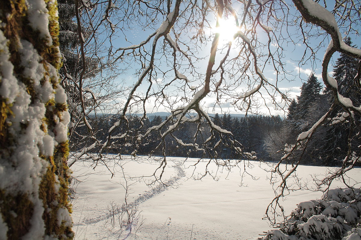 Wintermärchen Harz am Sonntag, 21.01.2018; Wald und Waldwiese im Gegenlicht der Sonne; Aufnahme am frühen Nachmittag in der Nähe von Braunlage...