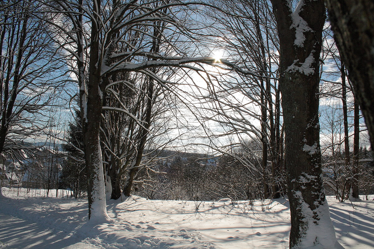 Wintermärchen Harz am Sonntag, 21.01.2018; Alleebäume längs der Rathaus-Skiwiese im Gegenlicht der Nachmittagssonne...