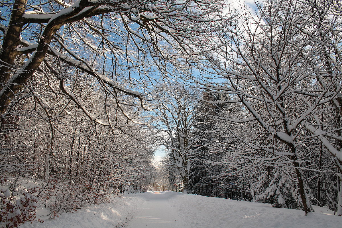 Wintermärchen Harz am Sonntag, 21.01.2018; Waldweg in der Nähe von Braunlage am frühen Nachmittag...