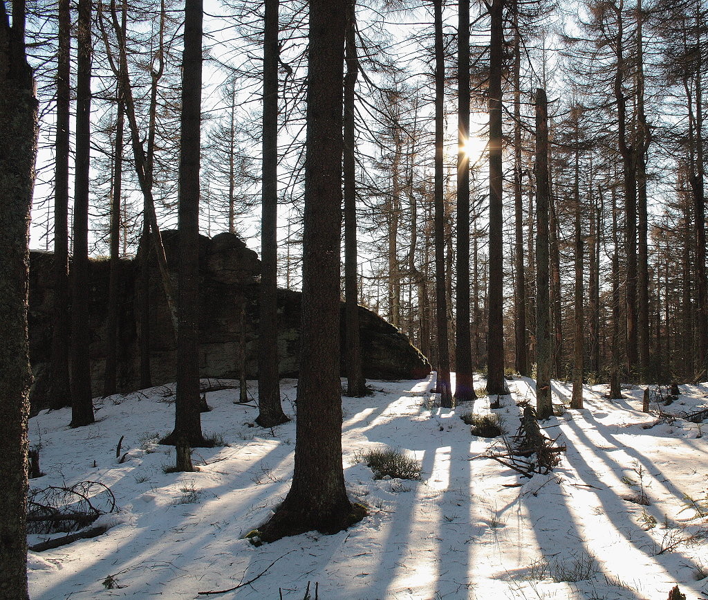 Wintersonne im Wald der Achtermannshöhe mit ihren Felstürmen; Aufnahme vom Nachmittag des 12.12.2013...