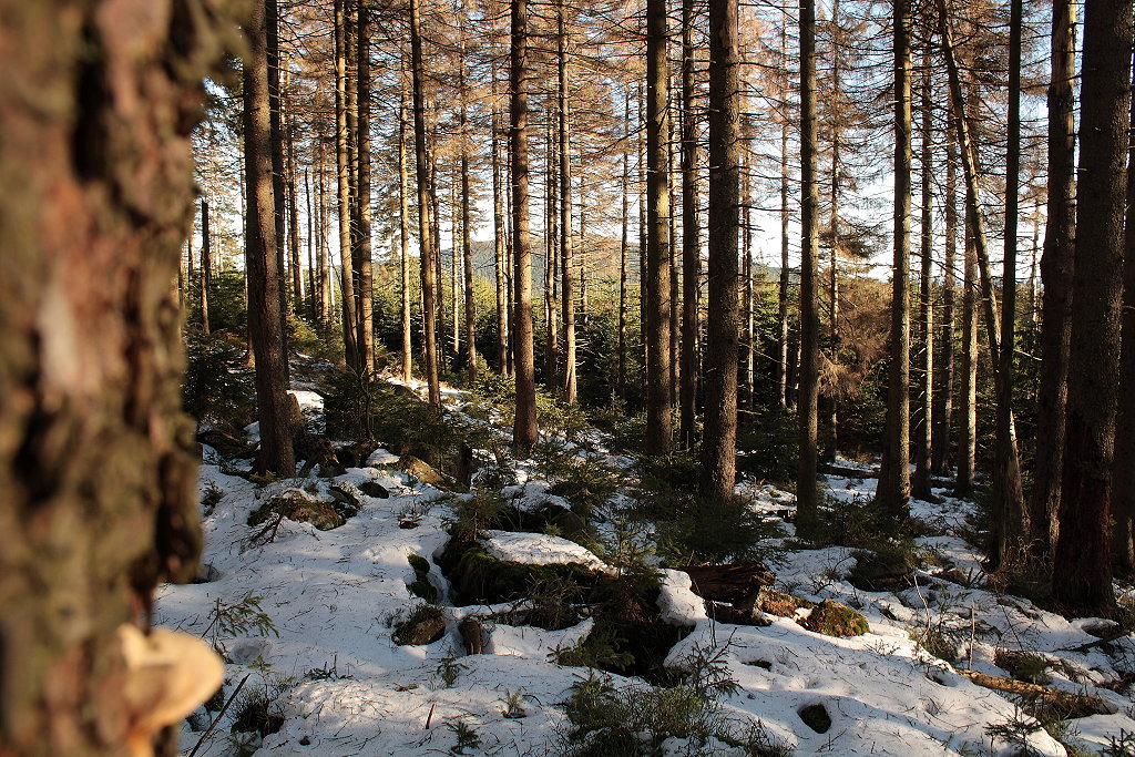 Wintersonnenlicht im Wald der Achtermannshöhe; Blick am Nachmittag des 12.12.2013 hinüber zum Wurmberg...