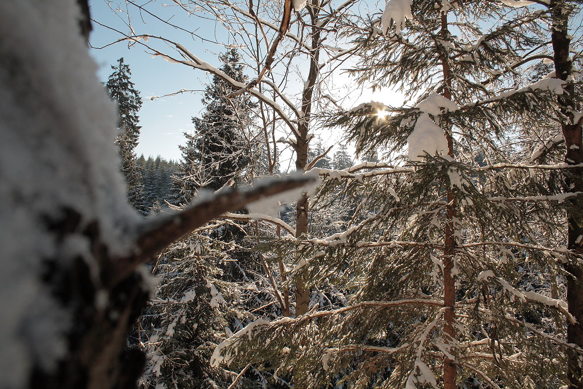 Winterwald im Gegenlicht der Morgensonne; Aufnahme vom 13.02.2016...