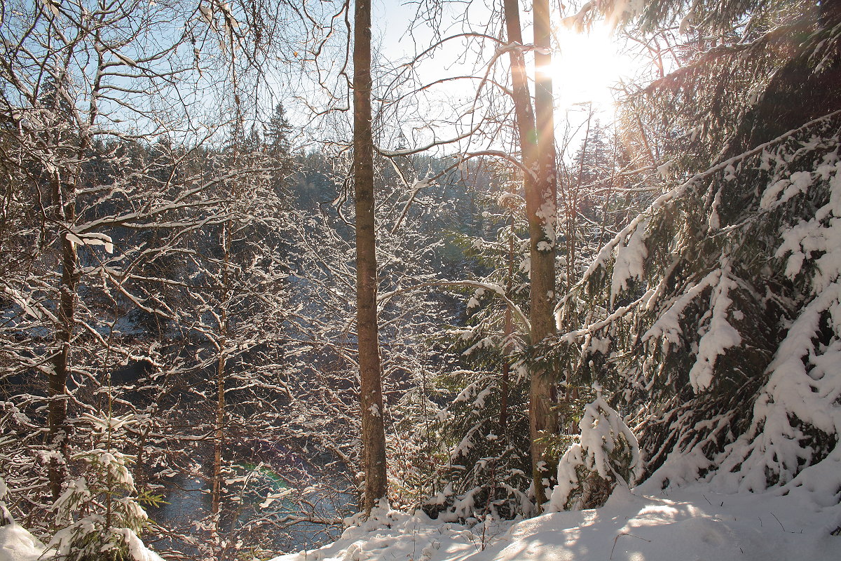 Winterwald westlich des Silberteichs im Gegenlicht; hinter den Bäumen glitzert in der Tiefe die Wasseroberfläche des kleinen Sees in der Sonne. Aufnahme vom Morgen des 13.02.2016...