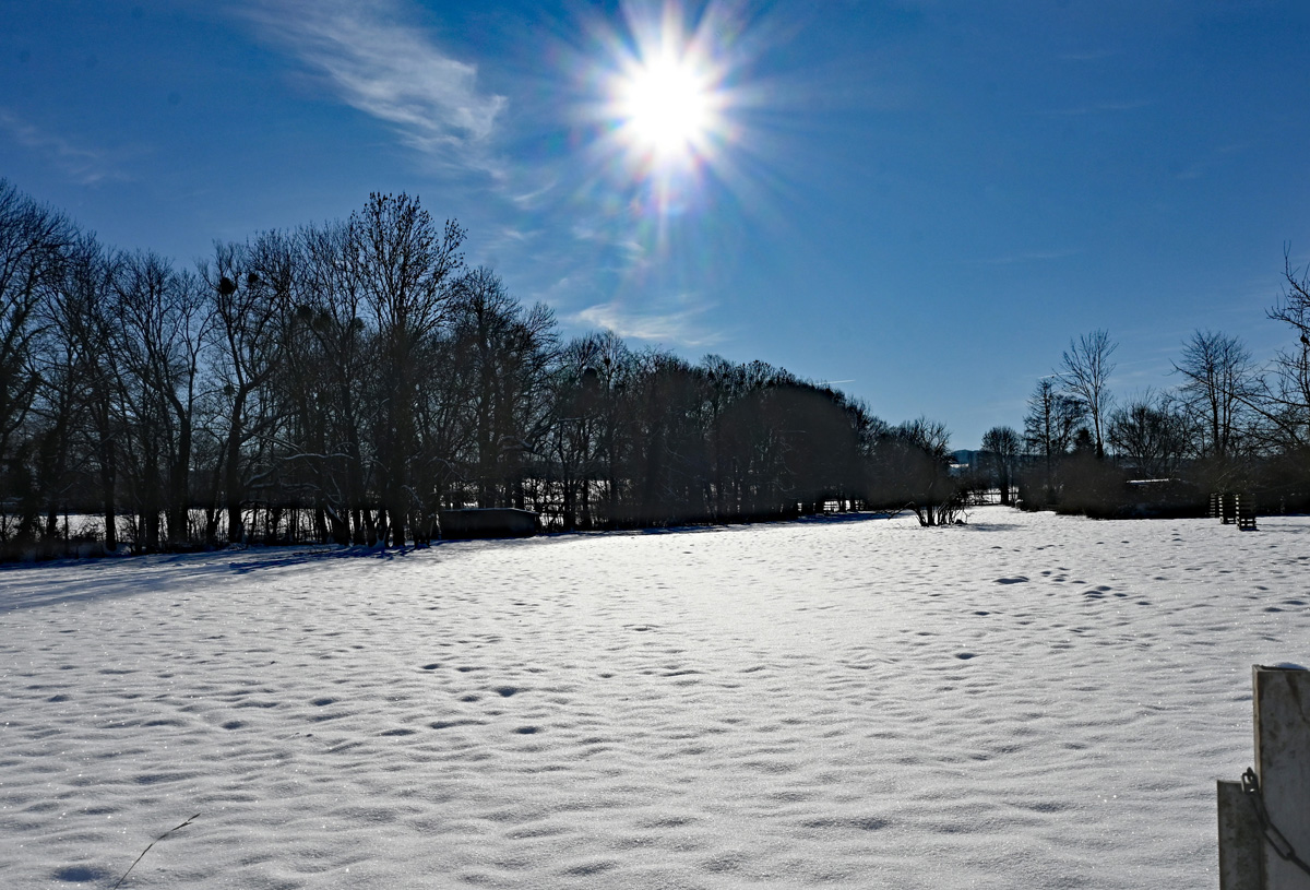 Winterweide im Gegenlicht bei Euskirchen - 20.01.2024