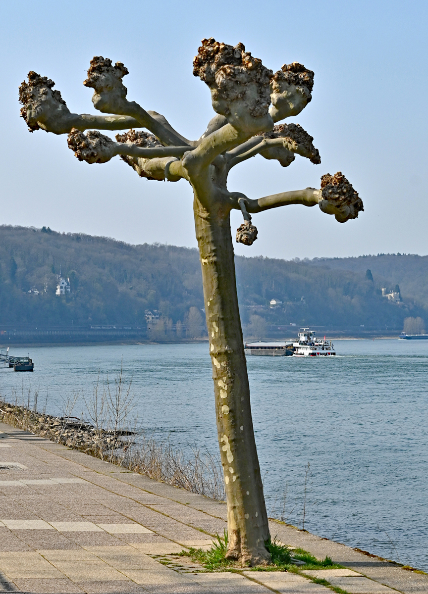 Winterzuschnitt Platanenbaum am Rheinufer in Remagen - 25.03.2022