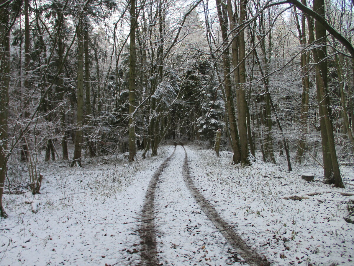 Wohin man kommt überall ist der Schnee im Wald bei Tilzow unterschiedlich gefallen.Aufnahme vom 21.Dezember 2021.