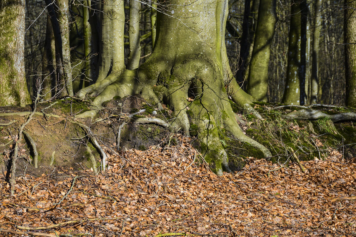 Wurzel eines Baumes im Naturschutzgebiet Fröruper Berge südlich von Flensburg. Aufnahme: 27. Februar 2022.