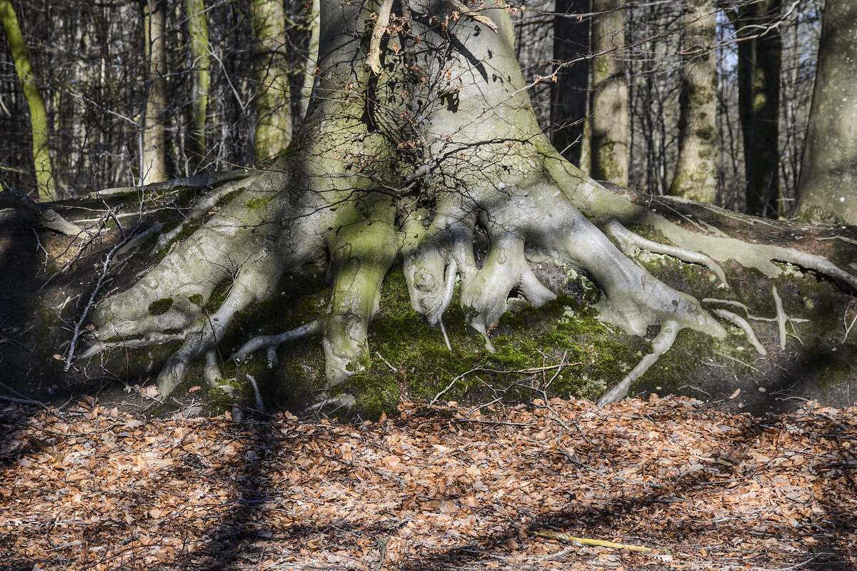 Wurzel eines Baumes im Naturschutzgebiet Fröruper Berge südlich von Flensburg. Aufnahme: 27. Februar 2022.