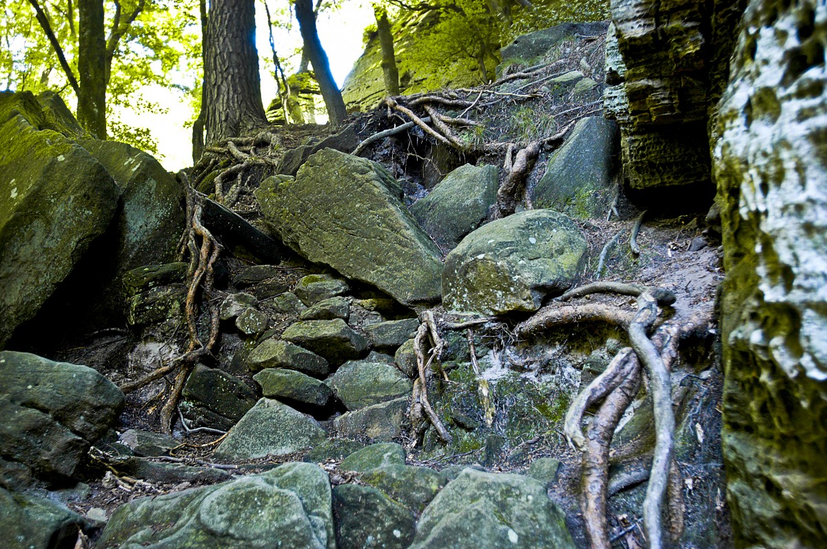 Wurzeln und Felsen bei der Felsformation Kalekap in der Kleinen Luxemburger Schweiz. Aufnahme: August 2007.