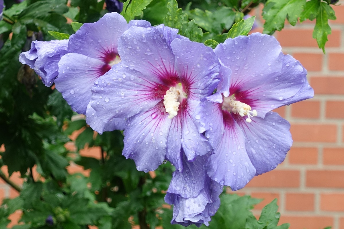 Zartblaue, tropfenbehangene Hibiskusblüten (deutsch Eibisch) nach einem Regenschauer am 16.8.2021 in Hamburg-Billstedt /