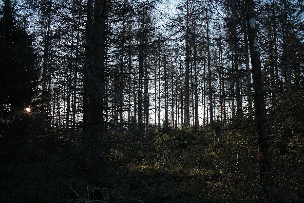 Zauber kurz vor Sonnenuntergang im Urwald an der Hahnenkleer Waldstraße; 03.09.2021...